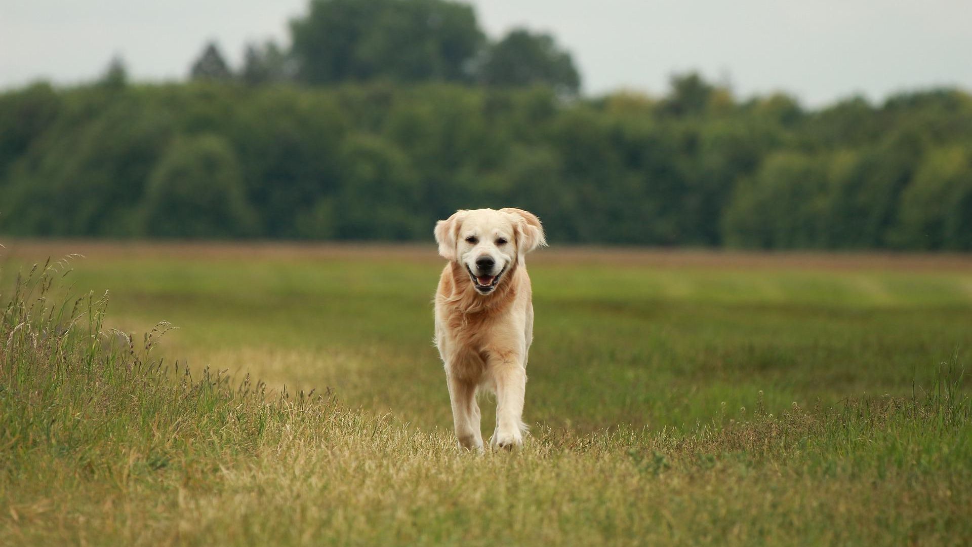 Pet Endoscopy In Clinton Twp, MI 48035 Patterson Veterinary Hospital